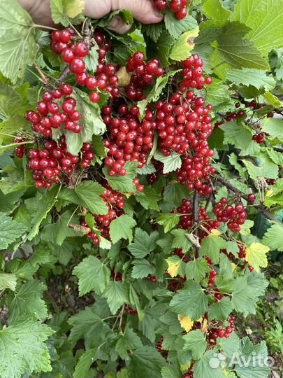 Красная смородина