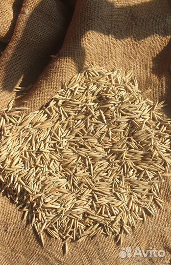 Овес, ячмень