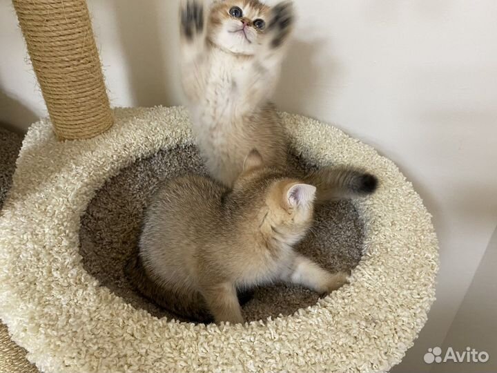 Британская золотая шиншилла котята