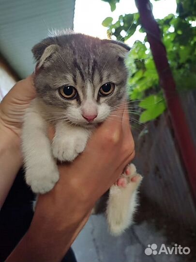 Шотландская вислоухая