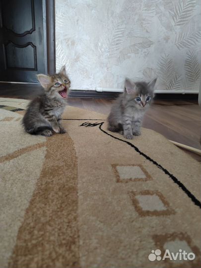 Котята в добрые руки бесплатно