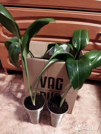 Эухарис амазонская лилия