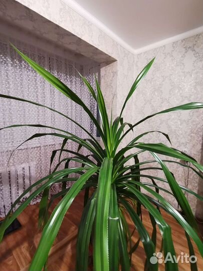 Панданус винтовая пальма