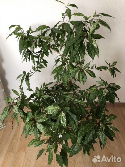 Гибискус китайская роза