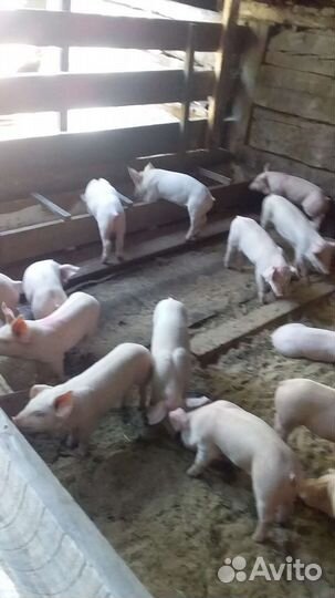 Поросята ландрас и дюрок
