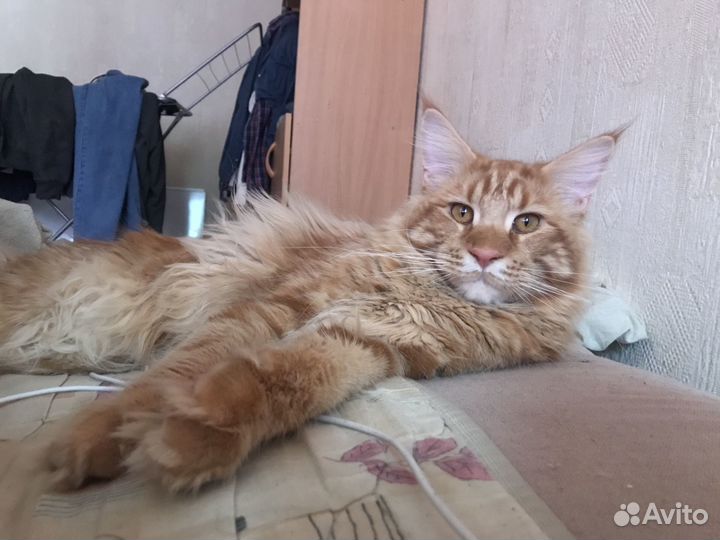 Кот ищет кошечку