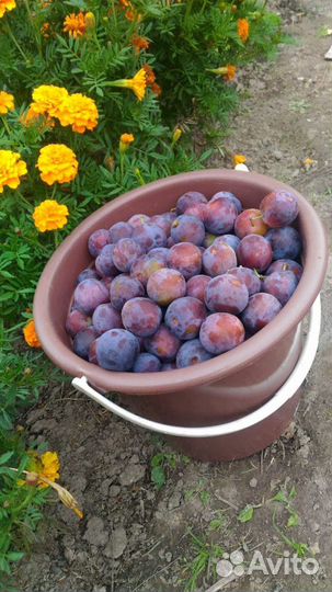 Саженцы слива:ранняя, уральская, чернослив