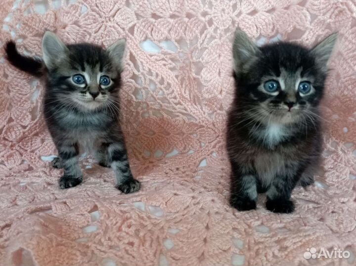 Котенок мальчик