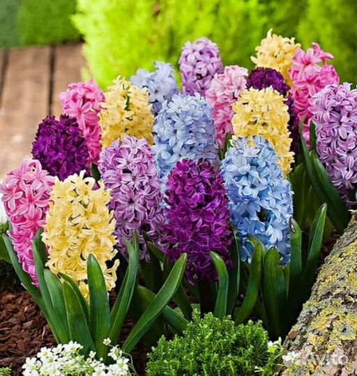 Луковицы гиацинтов