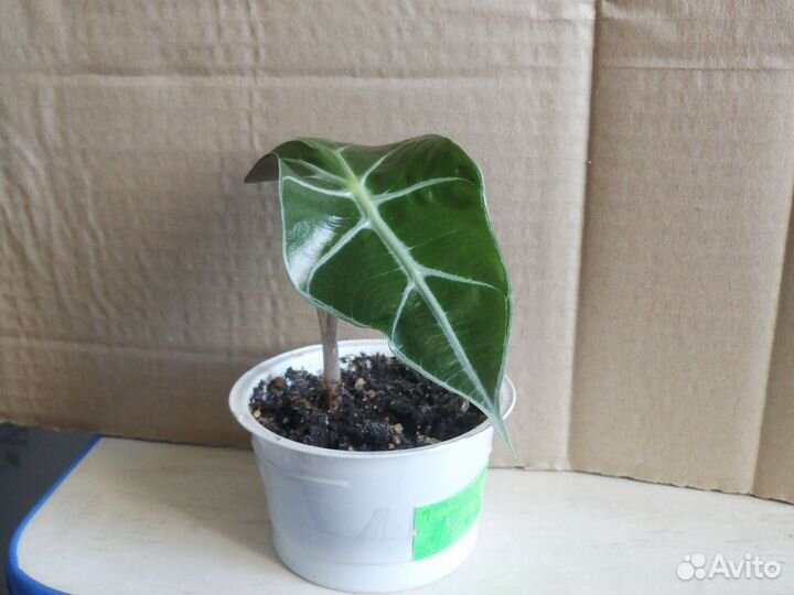 Алоказия полли