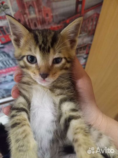 Котята в добрые руки бесплатно