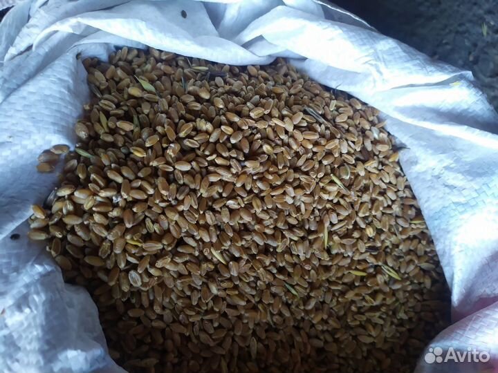 Ячмень,овес,пшеница