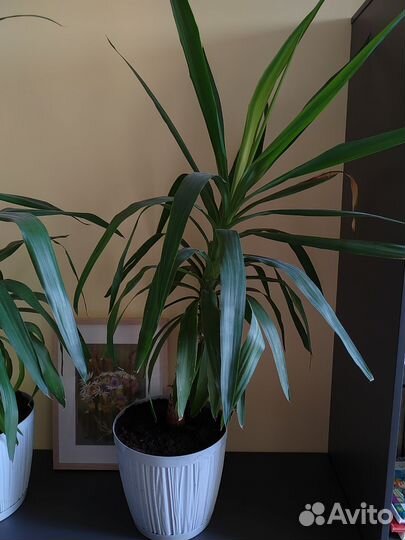 Пальма юкка неприхотливая