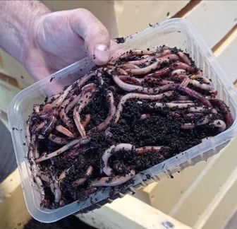 Черви для рыбалки Дендробена