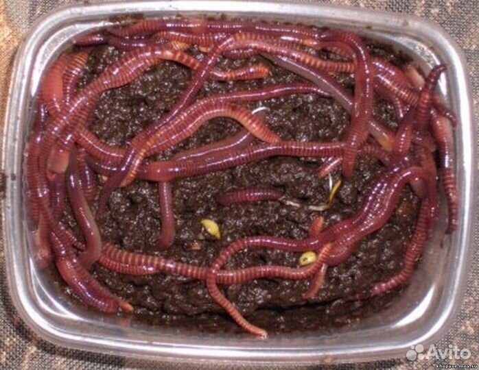 Червь насадочный