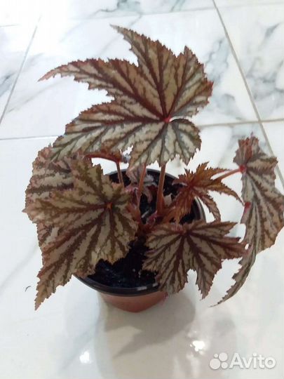 Бегония грифон