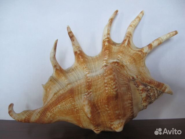 Морская звезда, ракушки разные