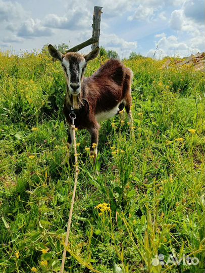 Козы и козлята