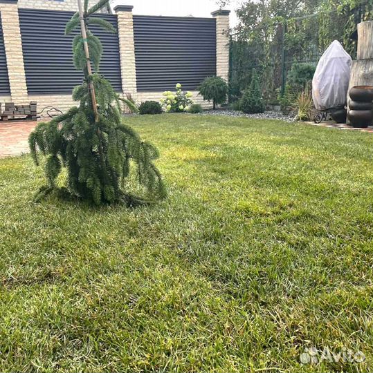 Рулонный газон, посевной газон