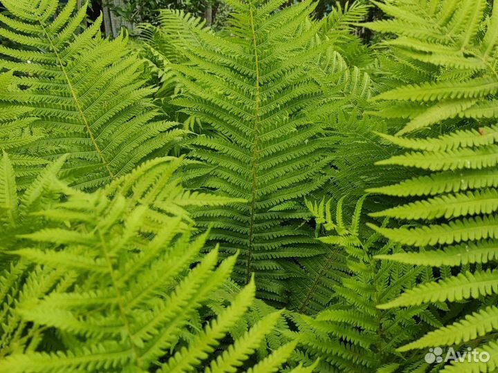 Папоротник садовый страусник