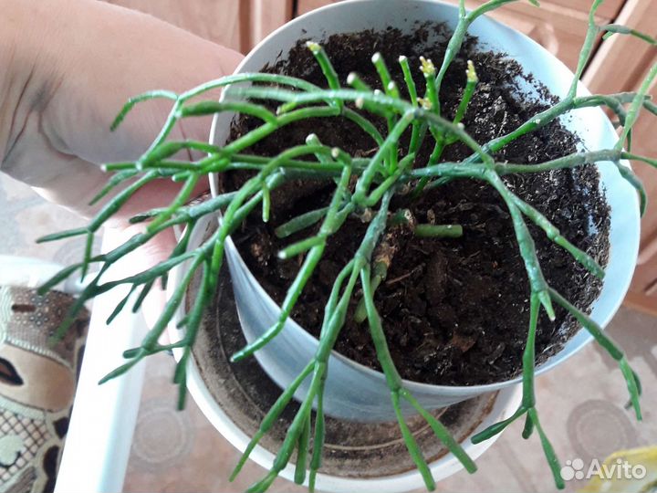 Хатиора оленьи рожки