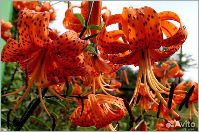 Продаю многолетние цветочки