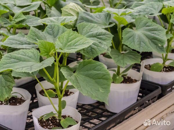 Рассада помидор, огурцы, перцы, клубника, баклажан