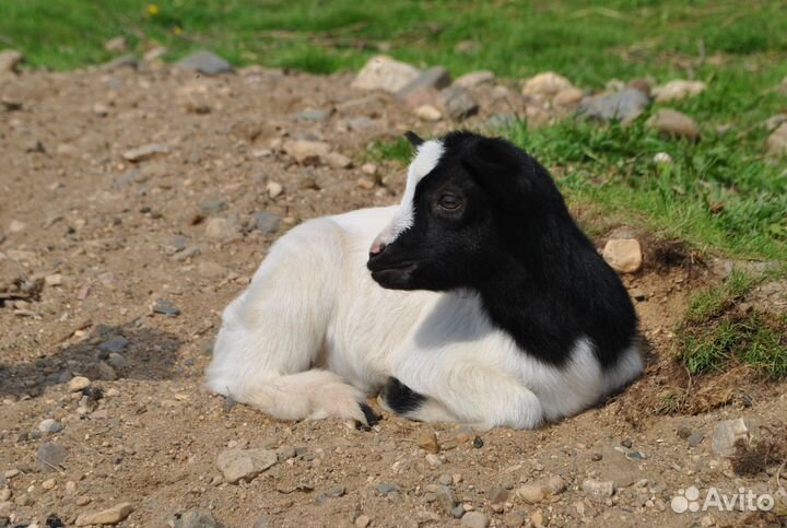 Камерунские козы