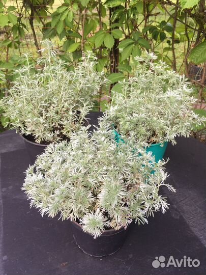 Цветы для сада