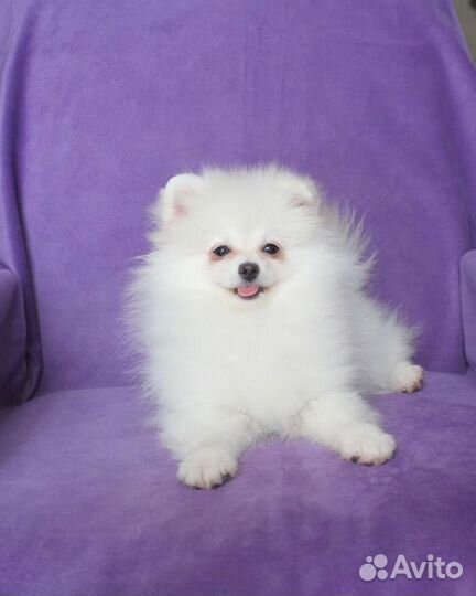 Шпиц девочки