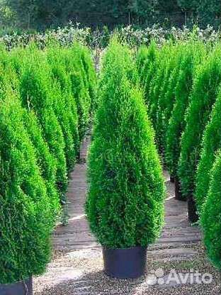 Туя смарагд, брабант, живая изгородь
