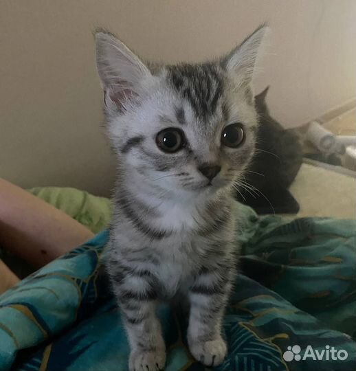 Котята в добрые руки бесплатно