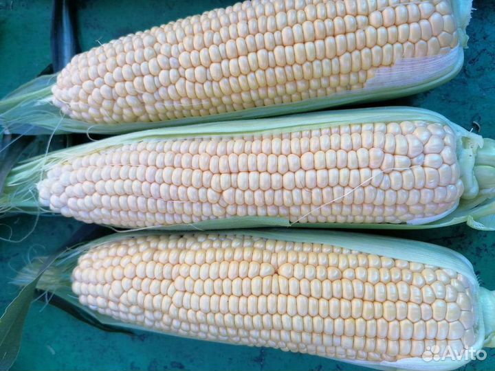 Сладкая кукуруза