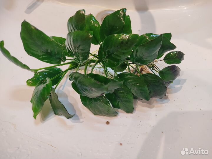 Отдам растения, меченосцев кои, частично гуппи