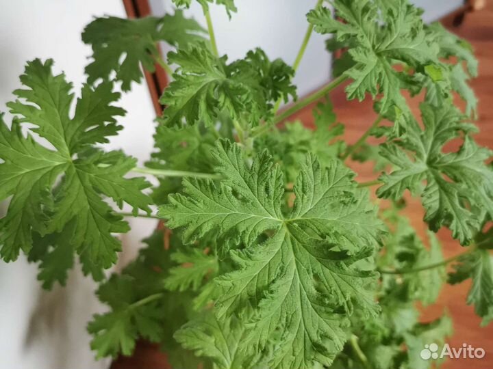 Пеларгония герань душистая