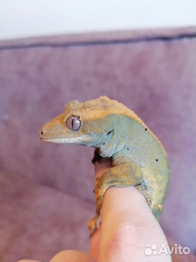 Реснитчатый бананоед