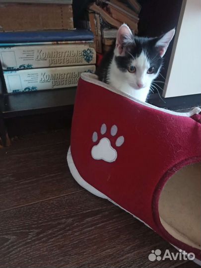 Котик из Солнечного