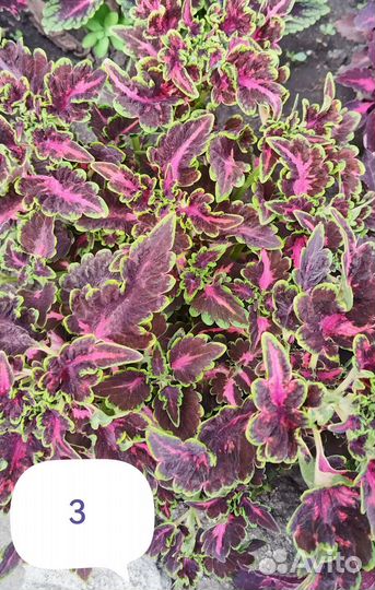 Колеус срез