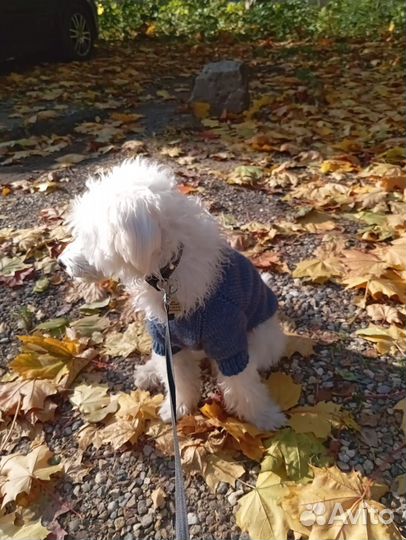 Джемпер для собаки, мальчика