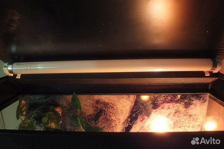 Супер комфорт. Террариум для «экзотики»