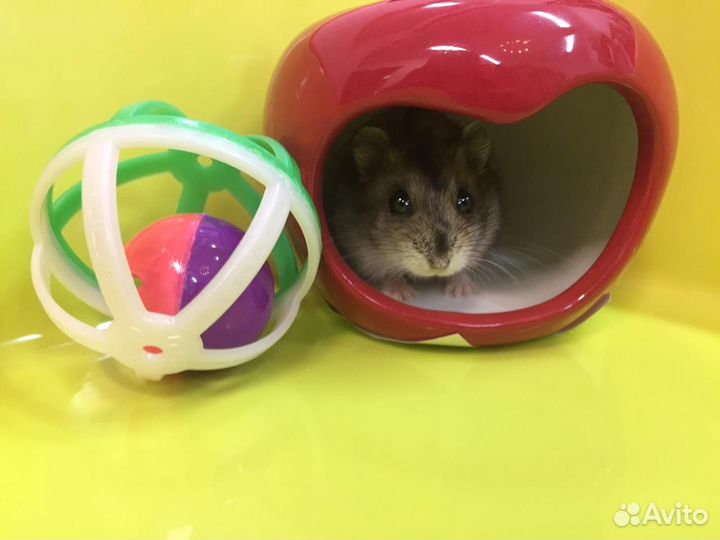 Джунгарский хомяк