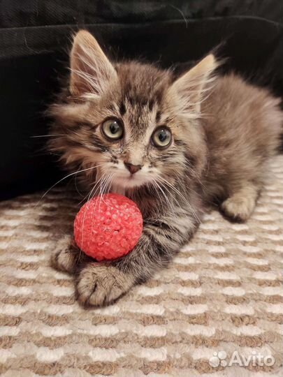 Котик бесплатно