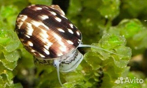 Улитка теодоксус