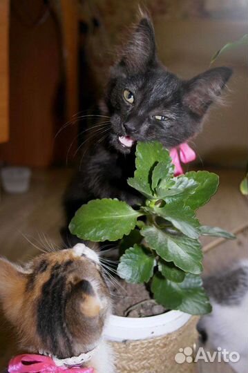 Котёночек в добрые руки