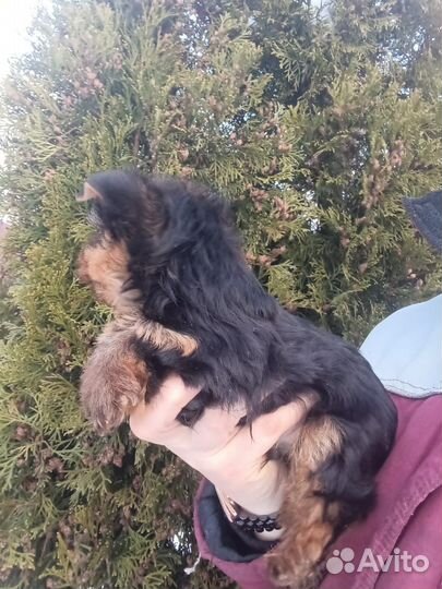 Йоркширский терьер