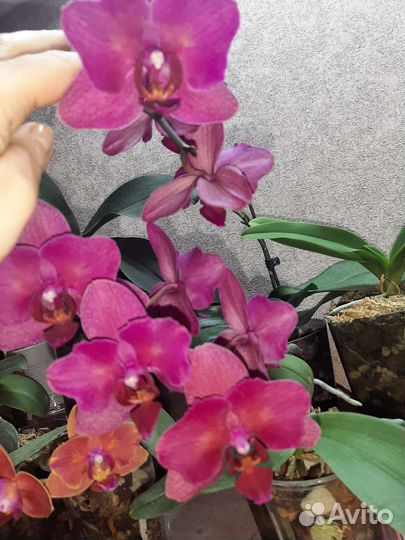 Орхидея фаленопсис бабочка Паваротти, Стрелиция