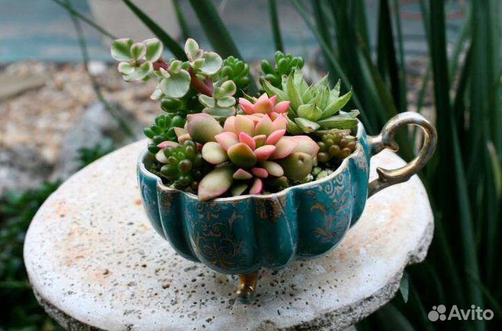 Суккуленты