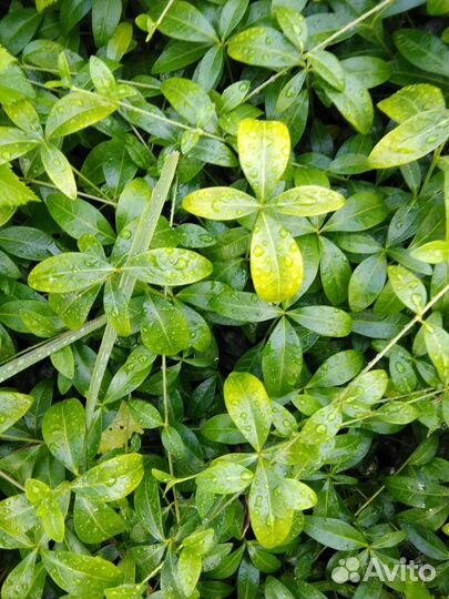 Барвинок, ландыш, девясил, анемона, сныть