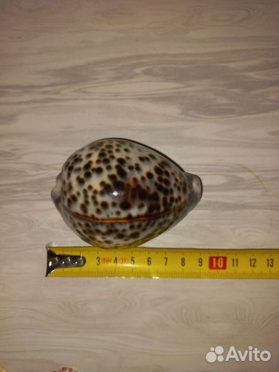 Морские ракушки раковины