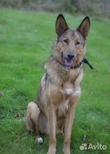 Тимон в добрые руки